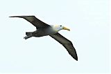 Waved Albatrossborder=